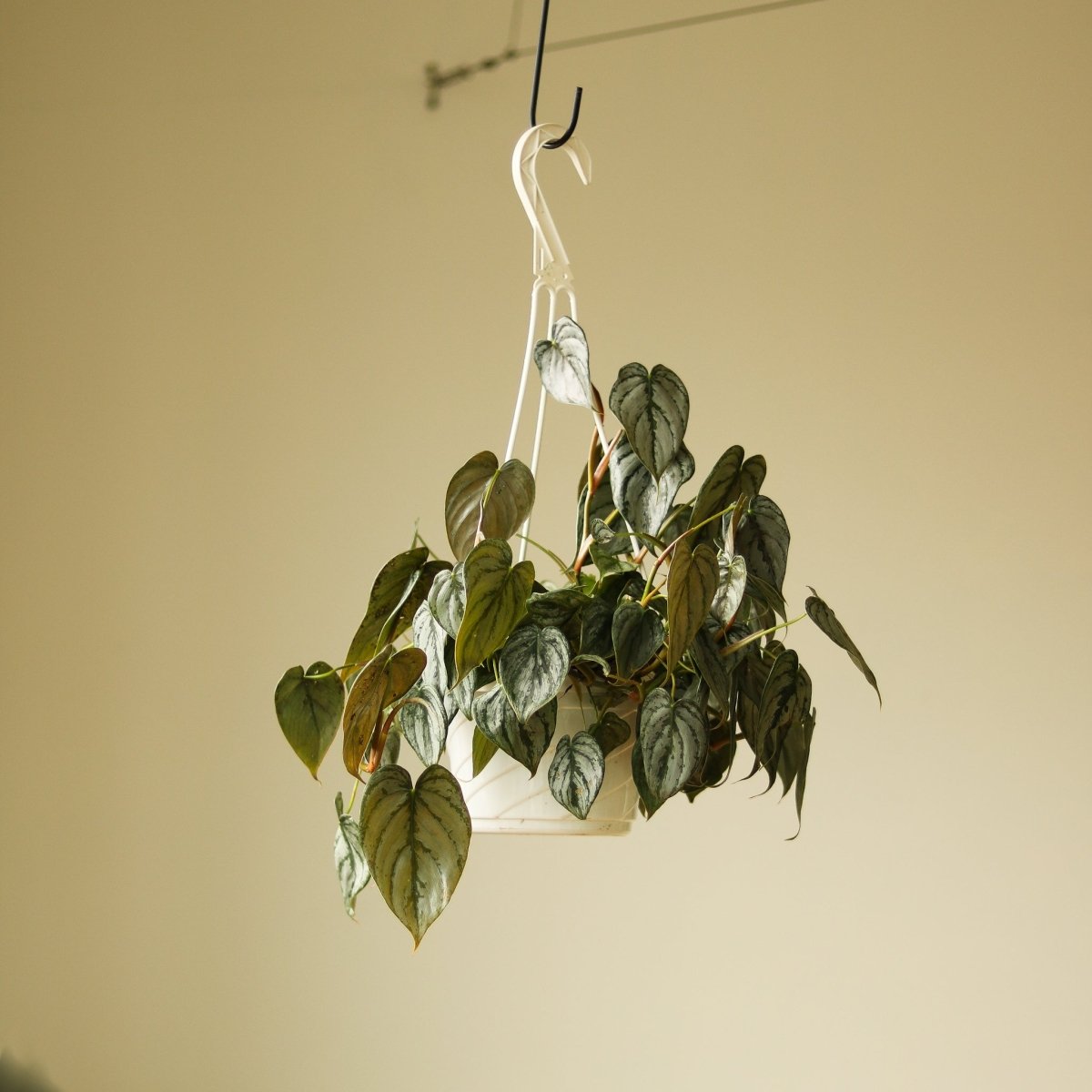  Philodendron Brandtianum ‘Silver Leaf’ – Easy‑Care Silver‑Mottled Vine