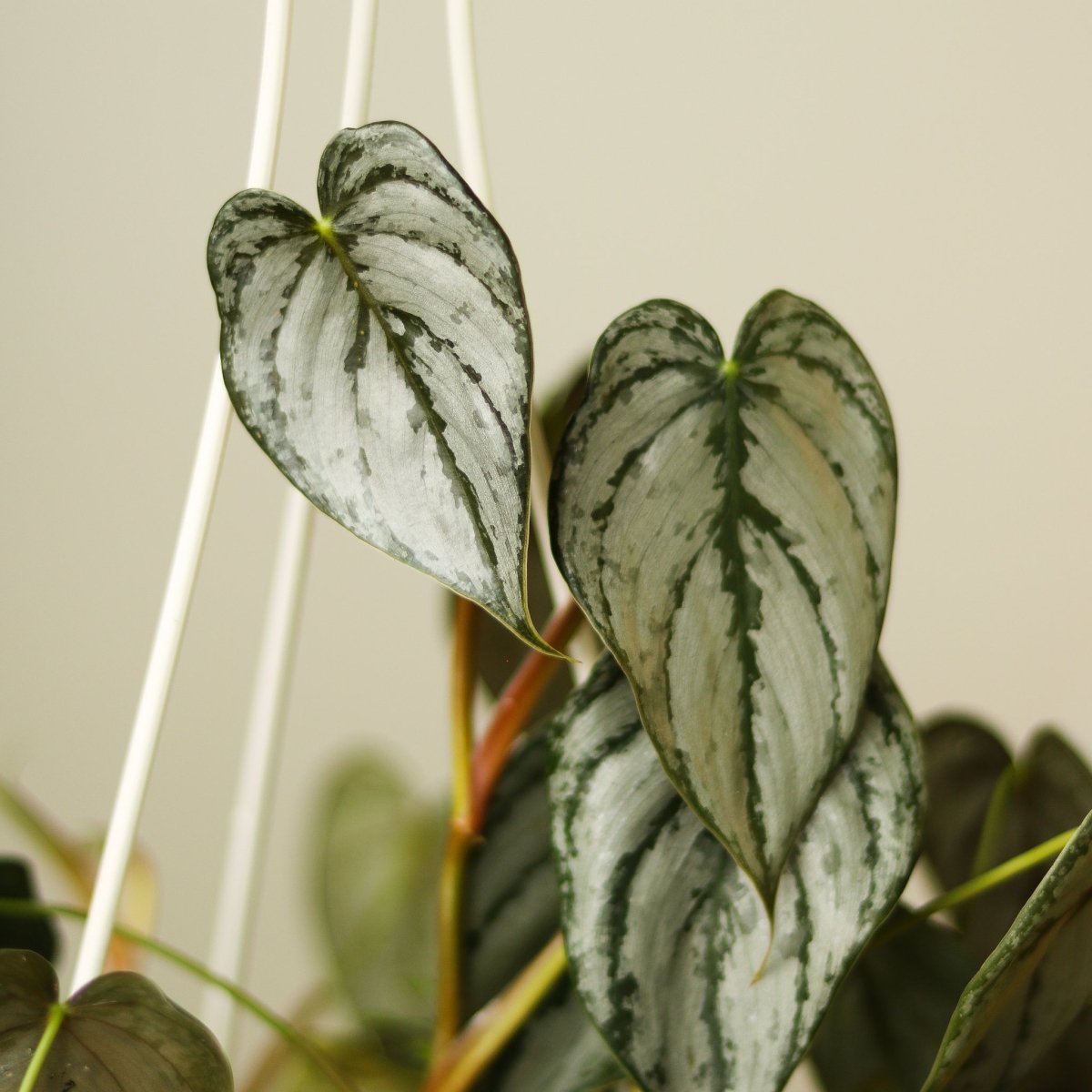  Philodendron Brandtianum ‘Silver Leaf’ – Easy‑Care Silver‑Mottled Vine