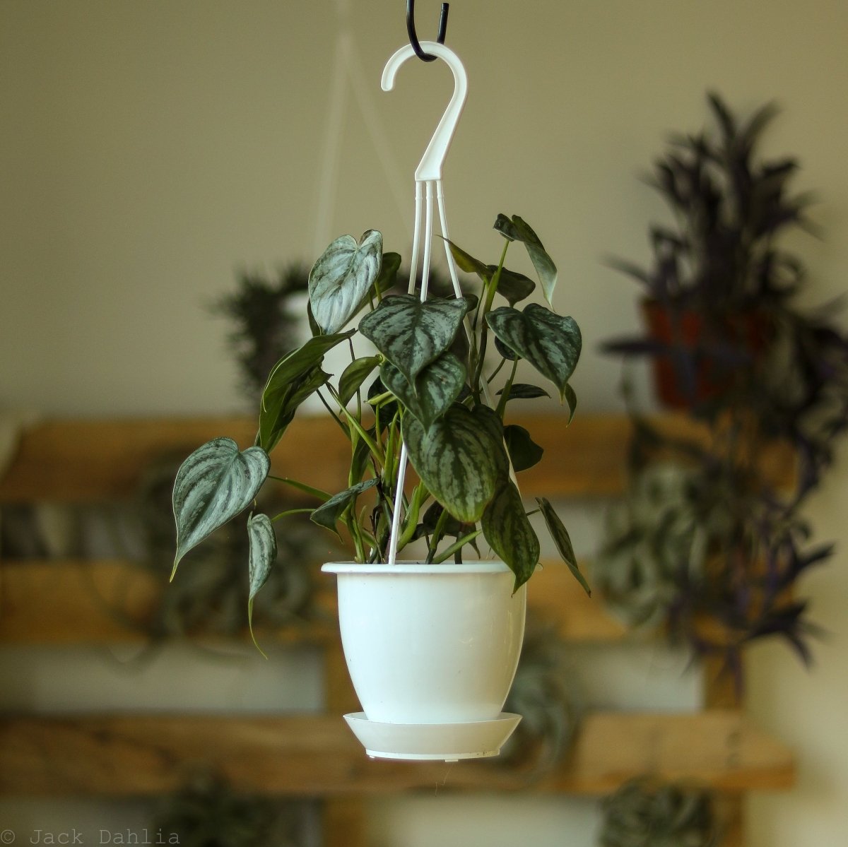  Philodendron Brandtianum ‘Silver Leaf’ – Easy‑Care Silver‑Mottled Vine