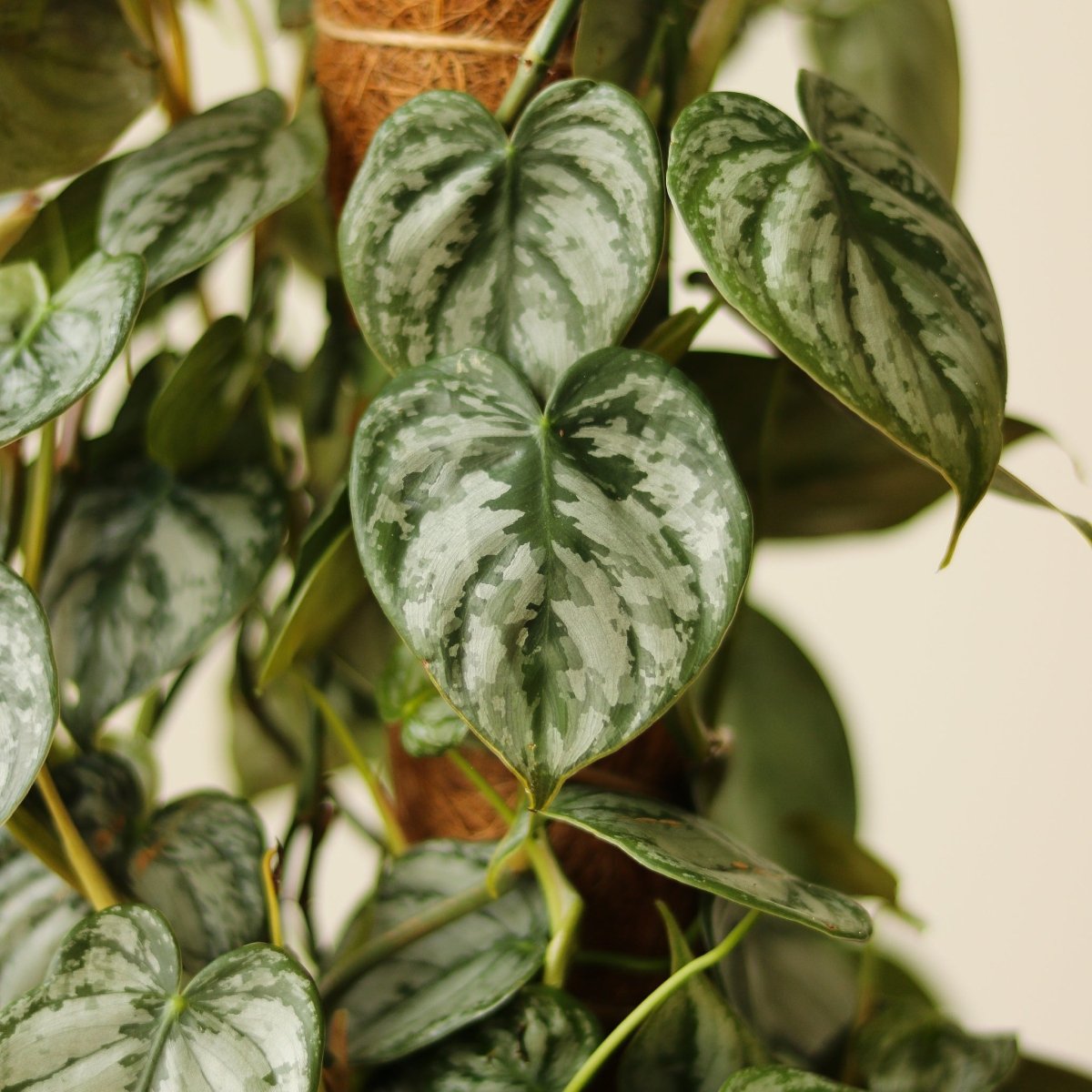  Philodendron Brandtianum ‘Silver Leaf’ – Easy‑Care Silver‑Mottled Vine
