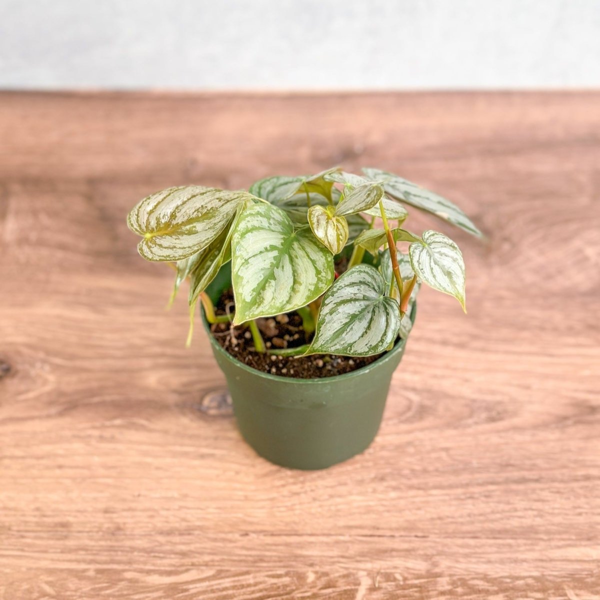  Philodendron Brandtianum ‘Silver Leaf’ – Easy‑Care Silver‑Mottled Vine