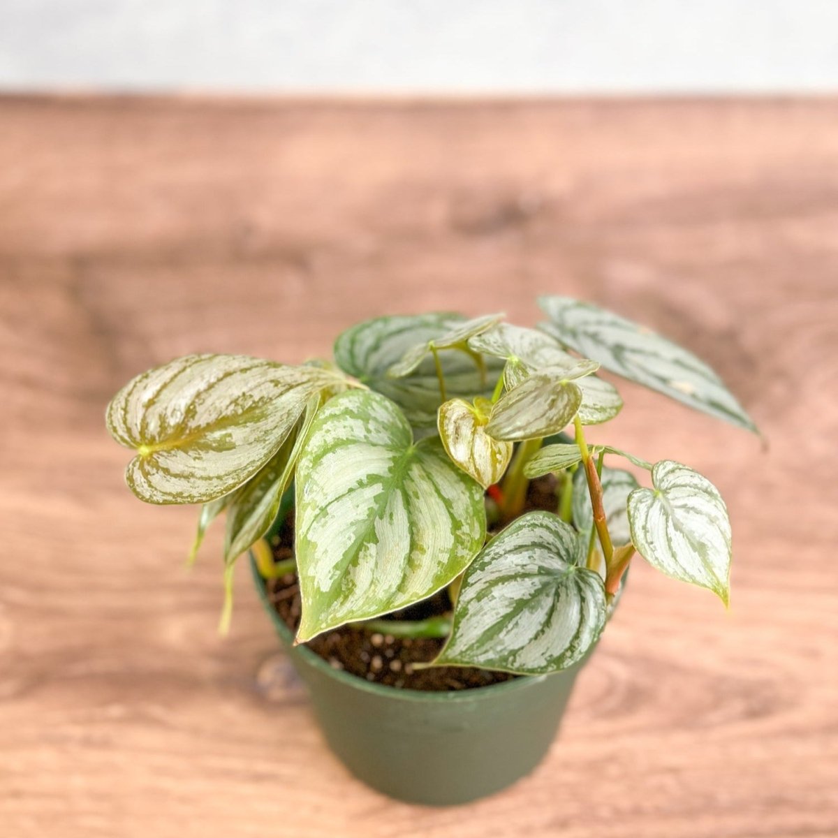  Philodendron Brandtianum ‘Silver Leaf’ – Easy‑Care Silver‑Mottled Vine