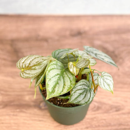  Philodendron Brandtianum ‘Silver Leaf’ – Easy‑Care Silver‑Mottled Vine