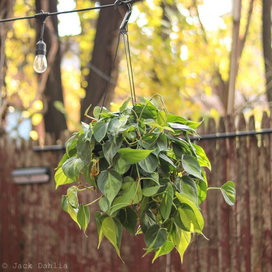 Philodendron 'Brasil' Hanging Basket