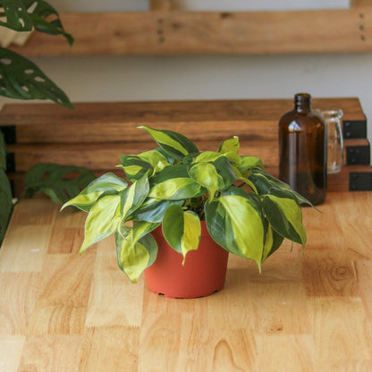  Philodendron Hederaceum ‘Brasil’