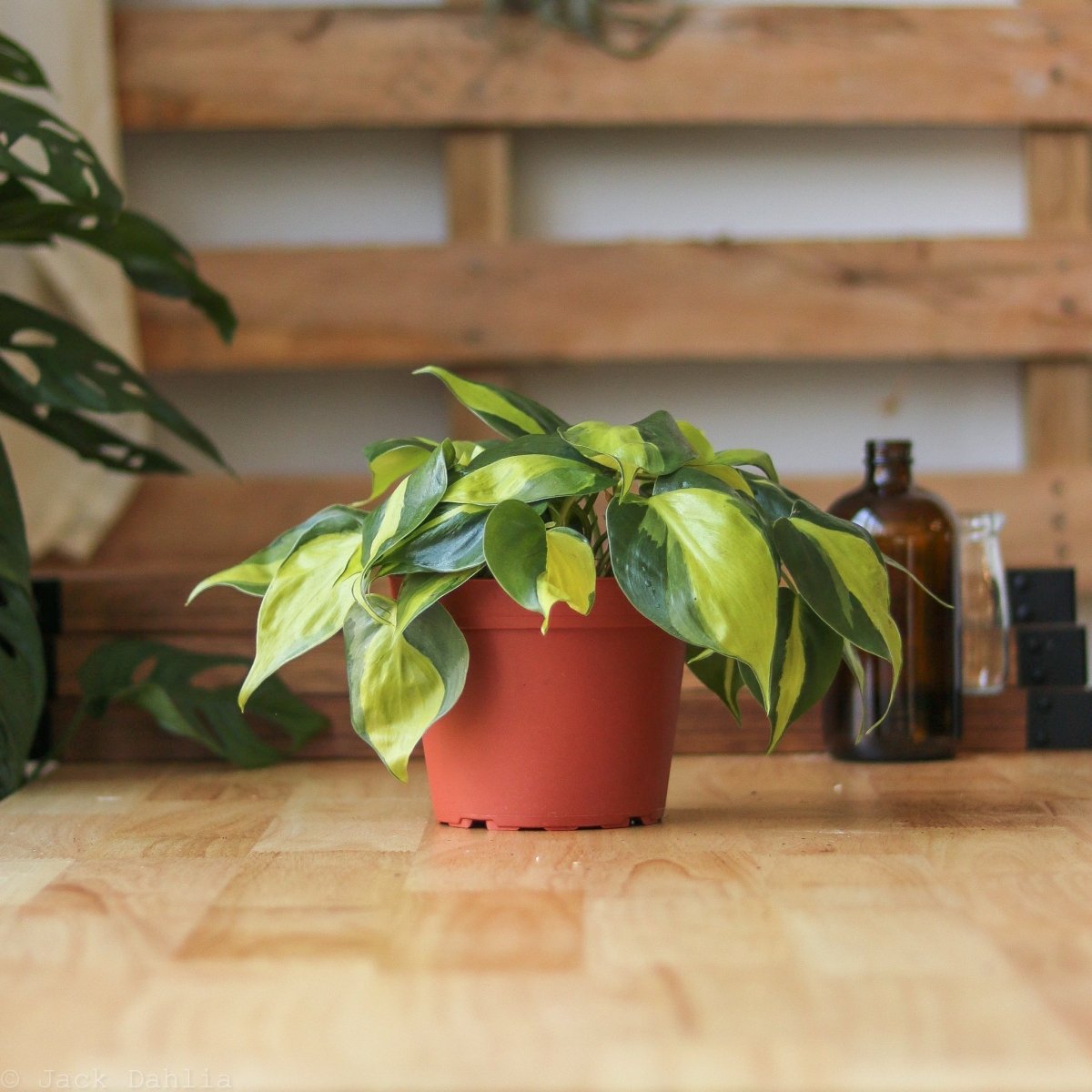  Philodendron Hederaceum ‘Brasil’