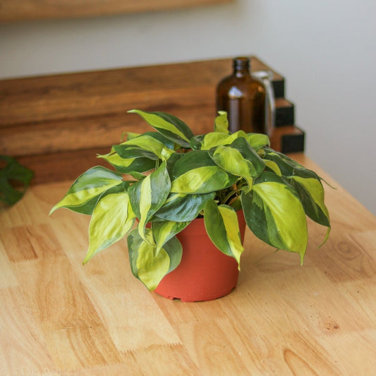  Philodendron Hederaceum ‘Brasil’