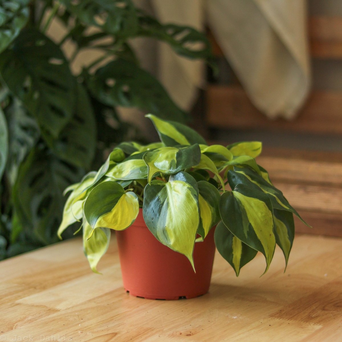  Philodendron Hederaceum ‘Brasil’