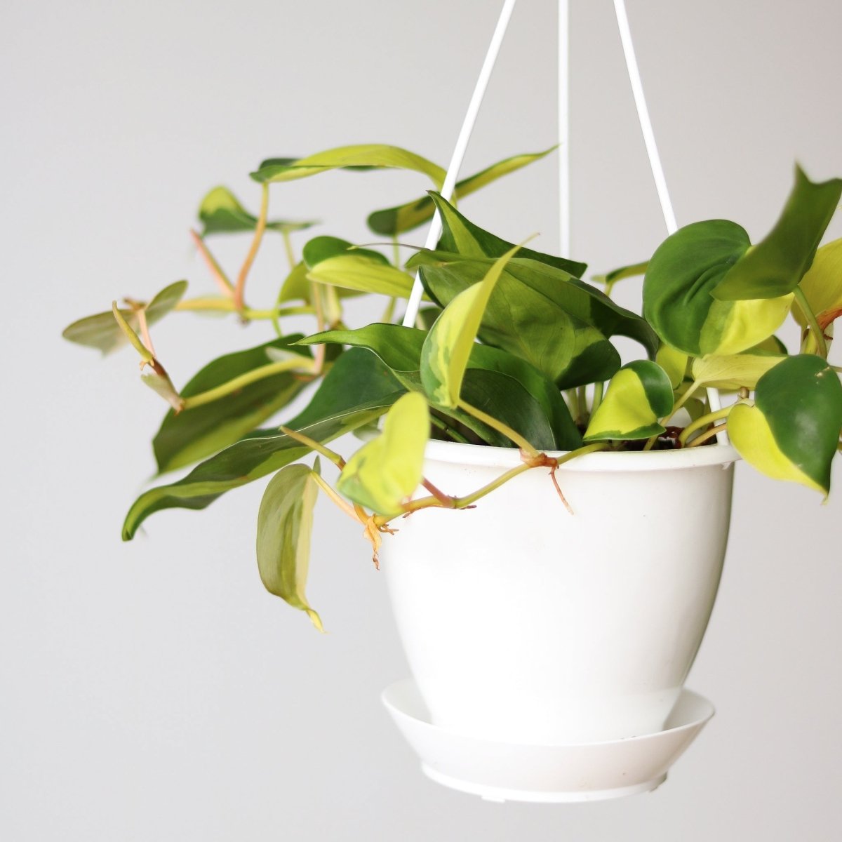  Philodendron 'Brasil' Hanging Basket