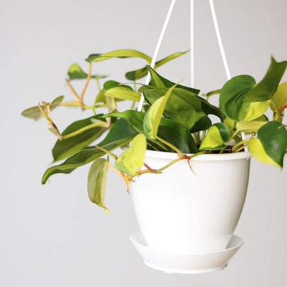  Philodendron 'Brasil' Hanging Basket