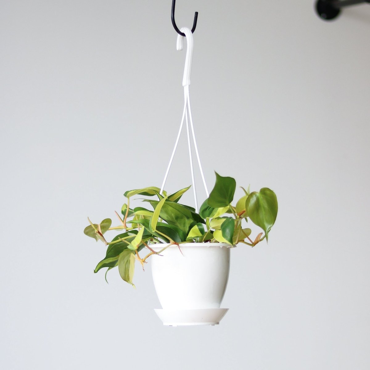  Philodendron 'Brasil' Hanging Basket