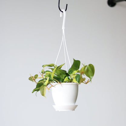  Philodendron 'Brasil' Hanging Basket