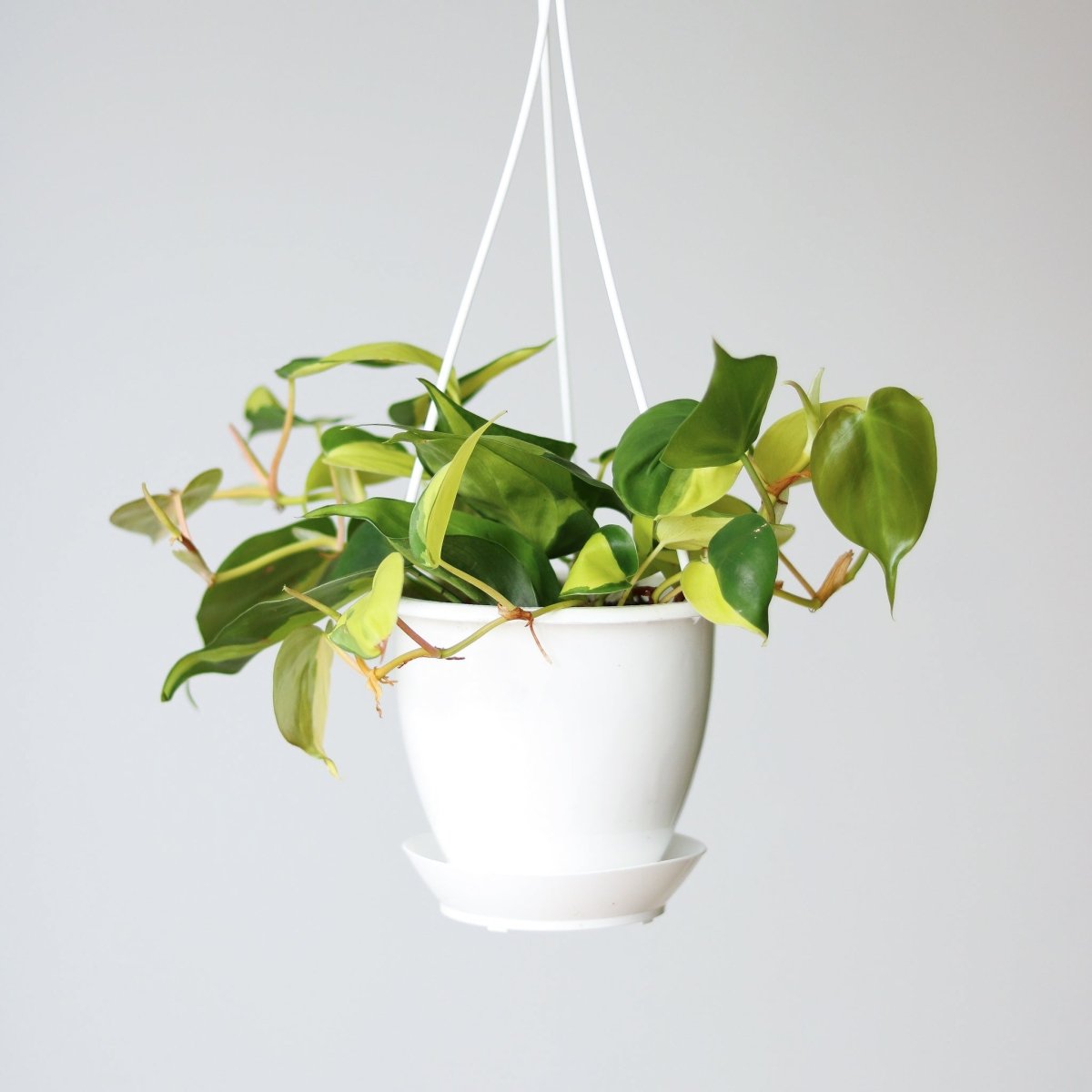  Philodendron 'Brasil' Hanging Basket