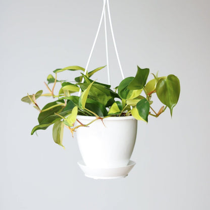 Philodendron 'Brasil' Hanging Basket