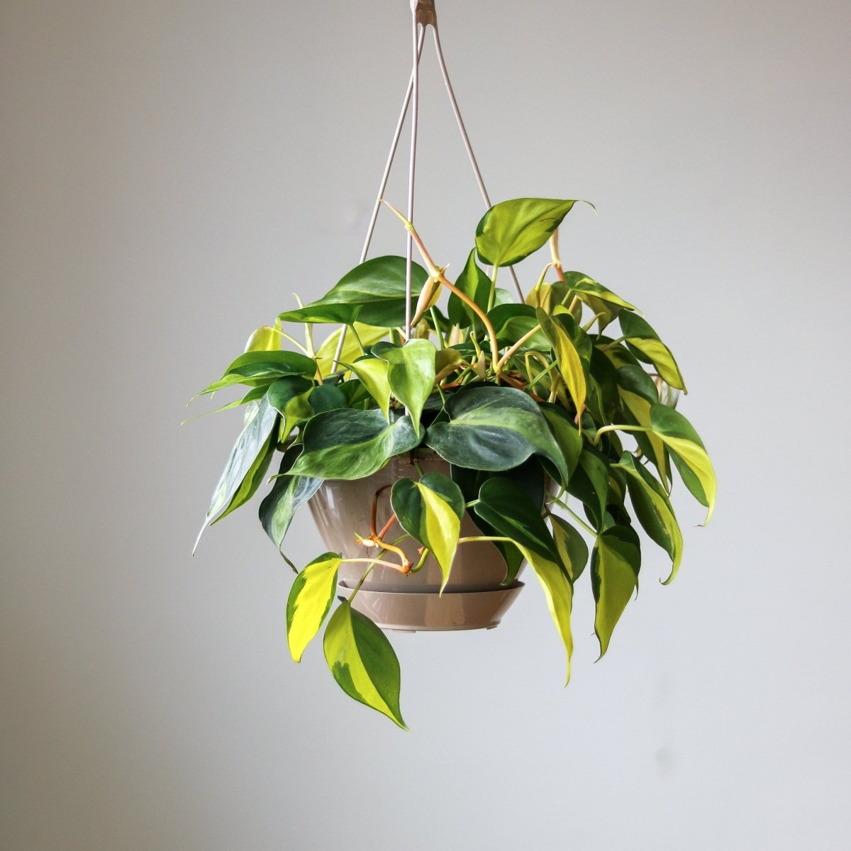  Philodendron 'Brasil' Hanging Basket