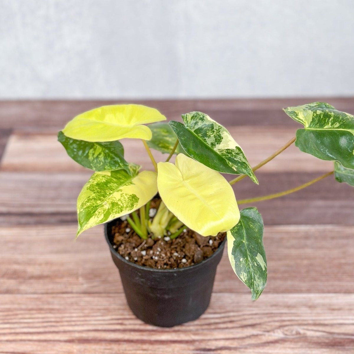  Philodendron 'Burle Marx Albo' - Burle Marx Albo Philodendron
