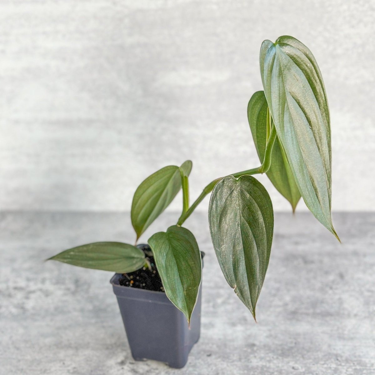  Philodendron 'Burle Marx Fantasy'