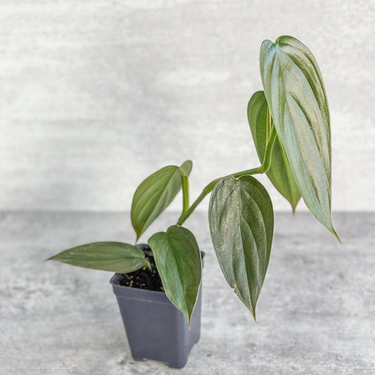  Philodendron 'Burle Marx Fantasy'
