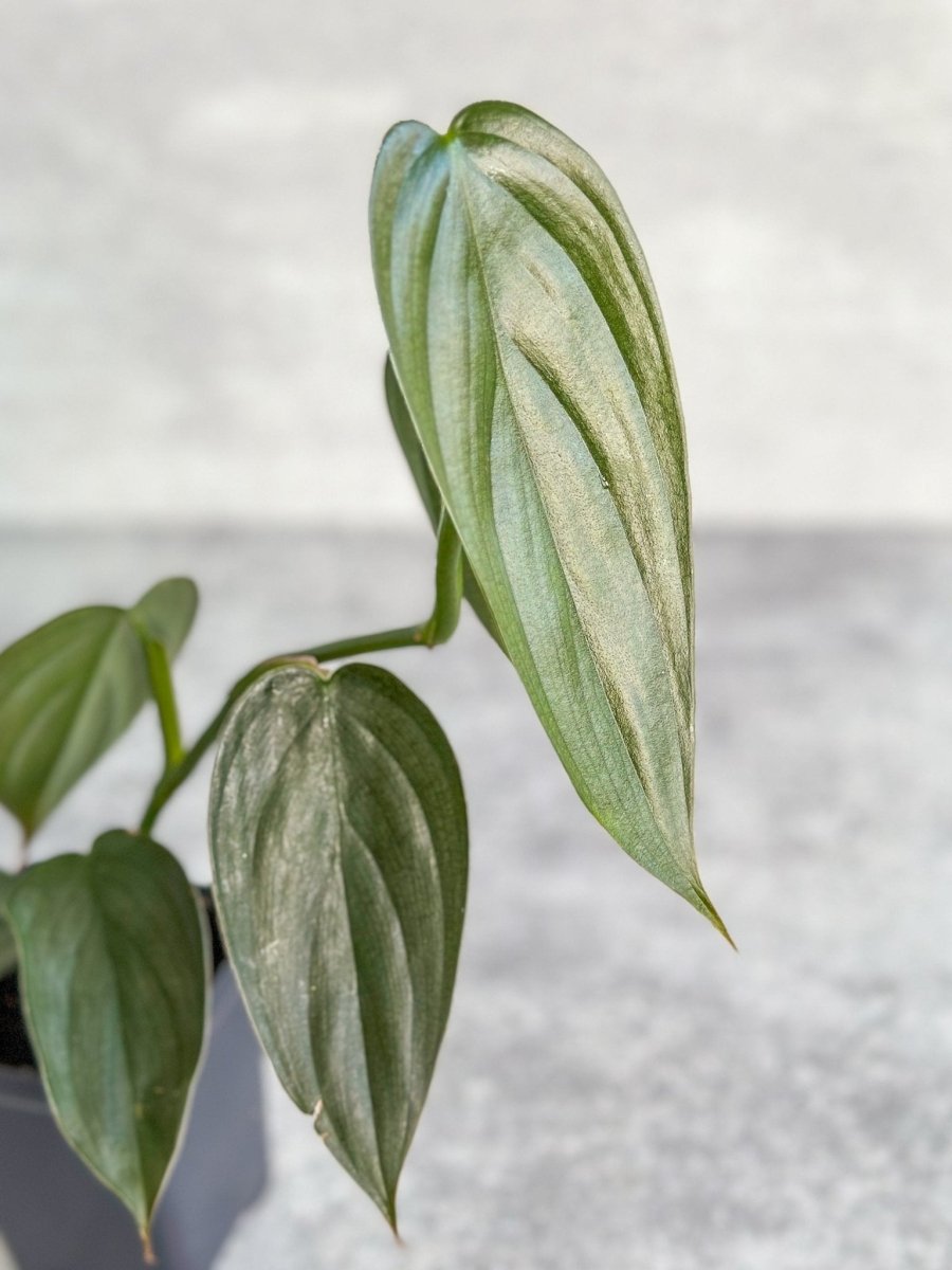  Philodendron 'Burle Marx Fantasy'