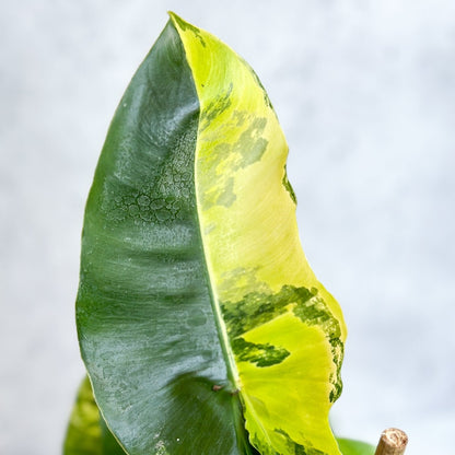  Philodendron Burle Marx Variegata