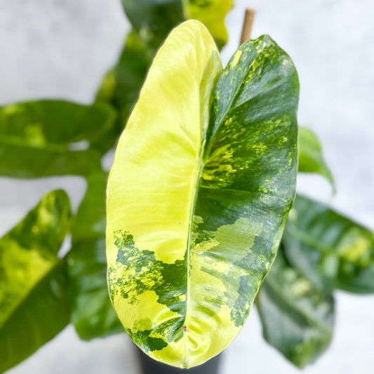  Philodendron Burle Marx Variegata
