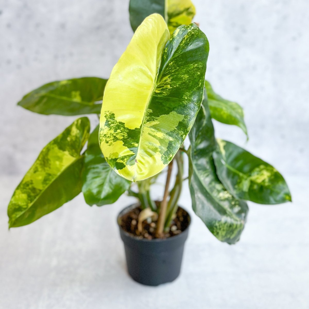  Philodendron Burle Marx Variegata