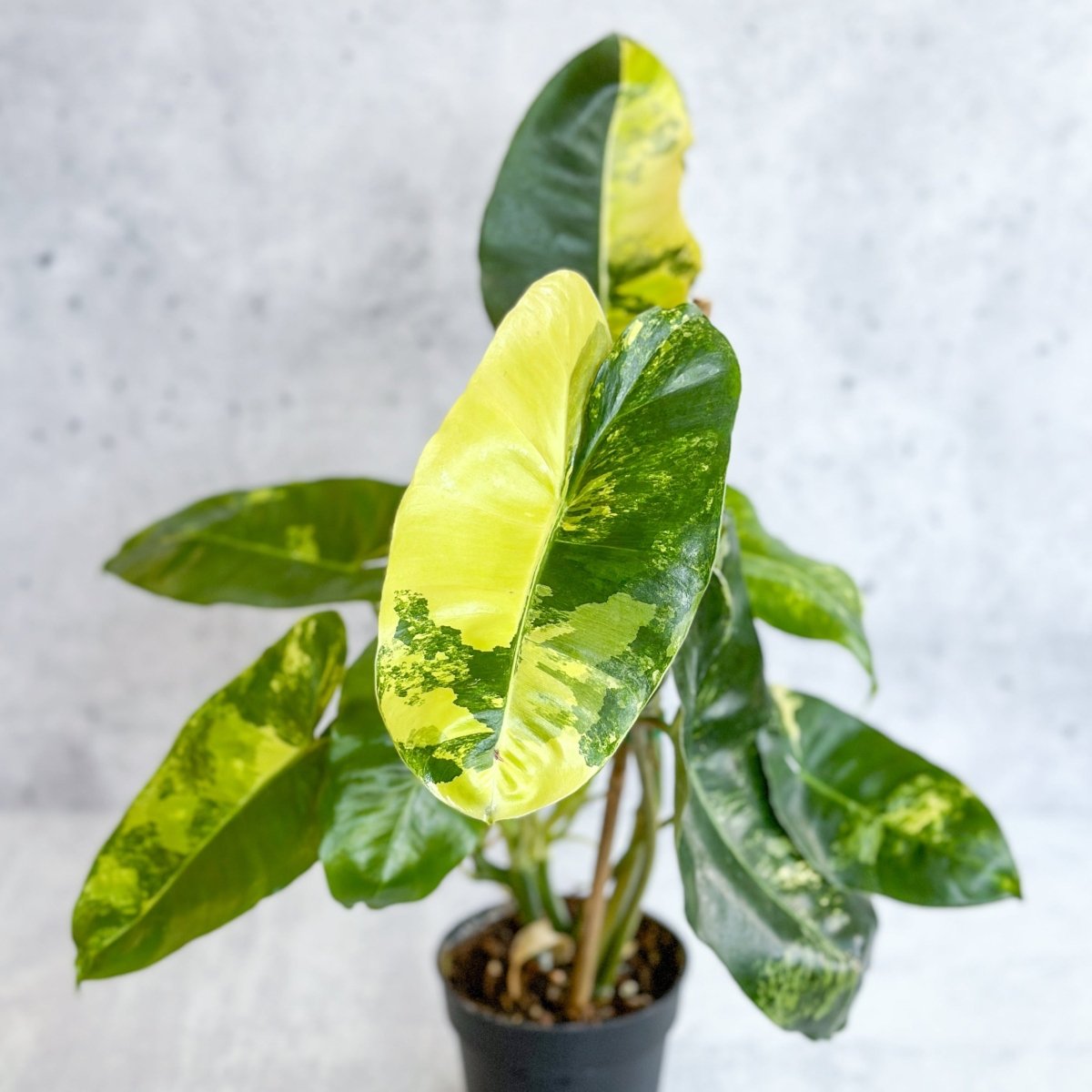  Philodendron Burle Marx Variegata
