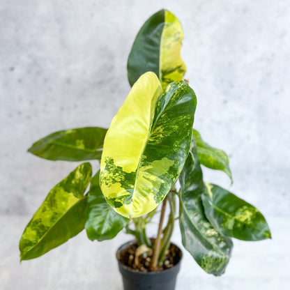  Philodendron Burle Marx Variegata