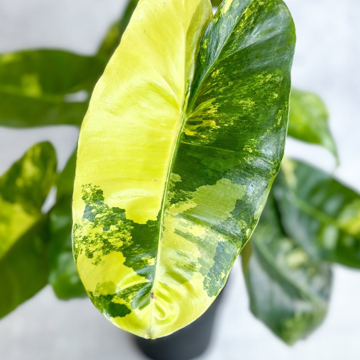  Philodendron Burle Marx Variegata