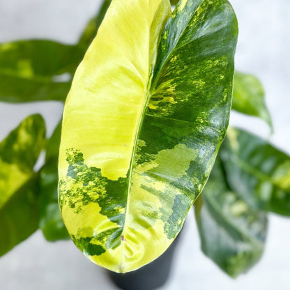 Philodendron Burle Marx Variegata