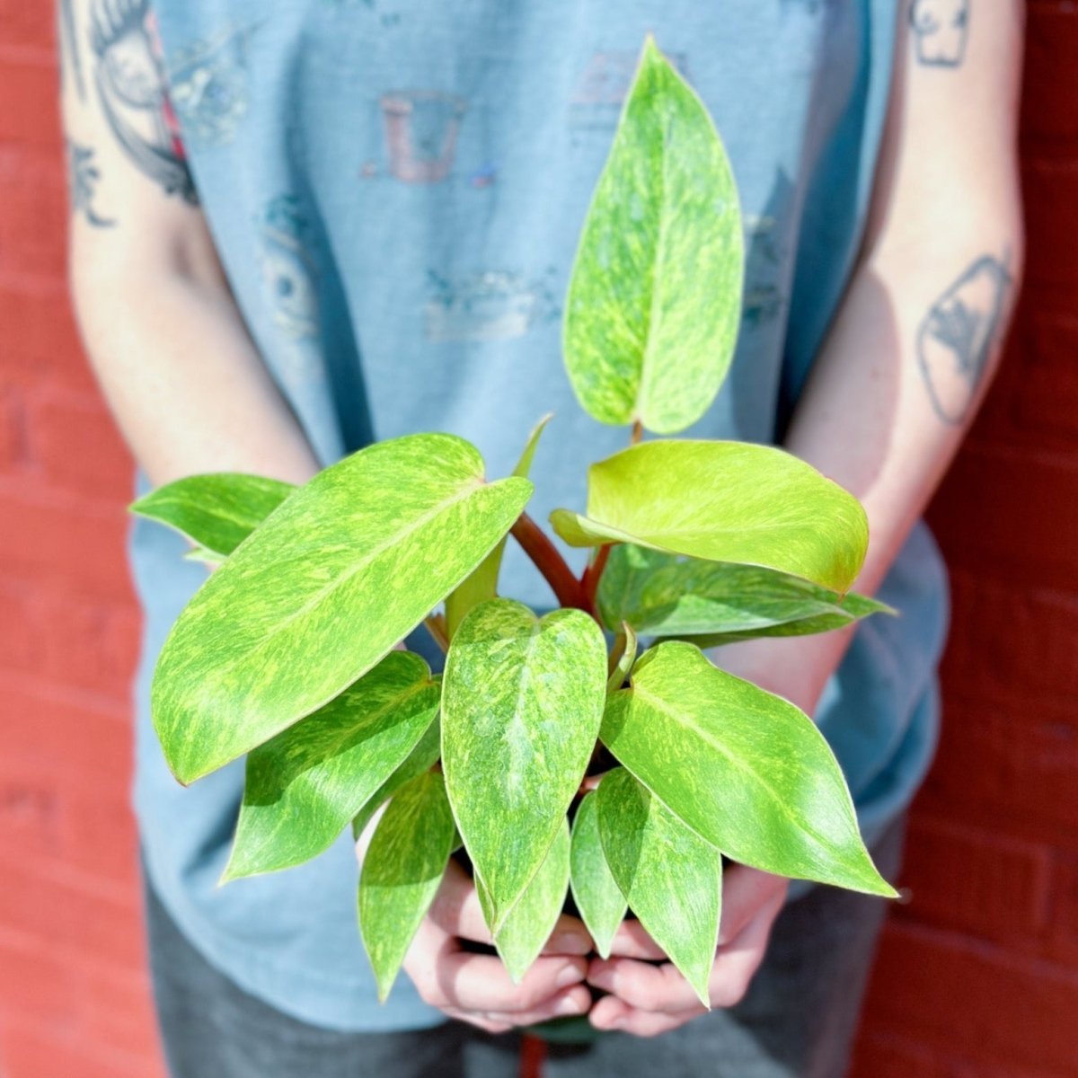 Philodendron Erubescens ‘Painted Lady’ – Variegated Houseplant