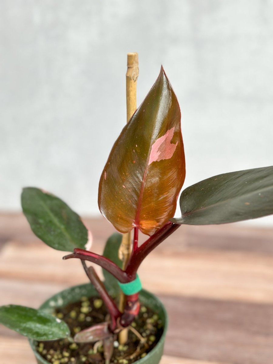  Philodendron Erubescens - ‘Pink Princess Burgundy’