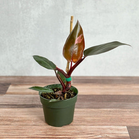  Philodendron Erubescens - ‘Pink Princess Burgundy’