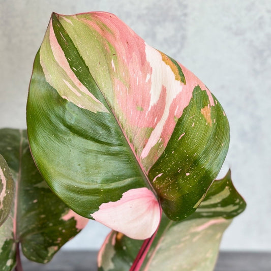  Pink Princess Philodendron – Philodendron Erubescens