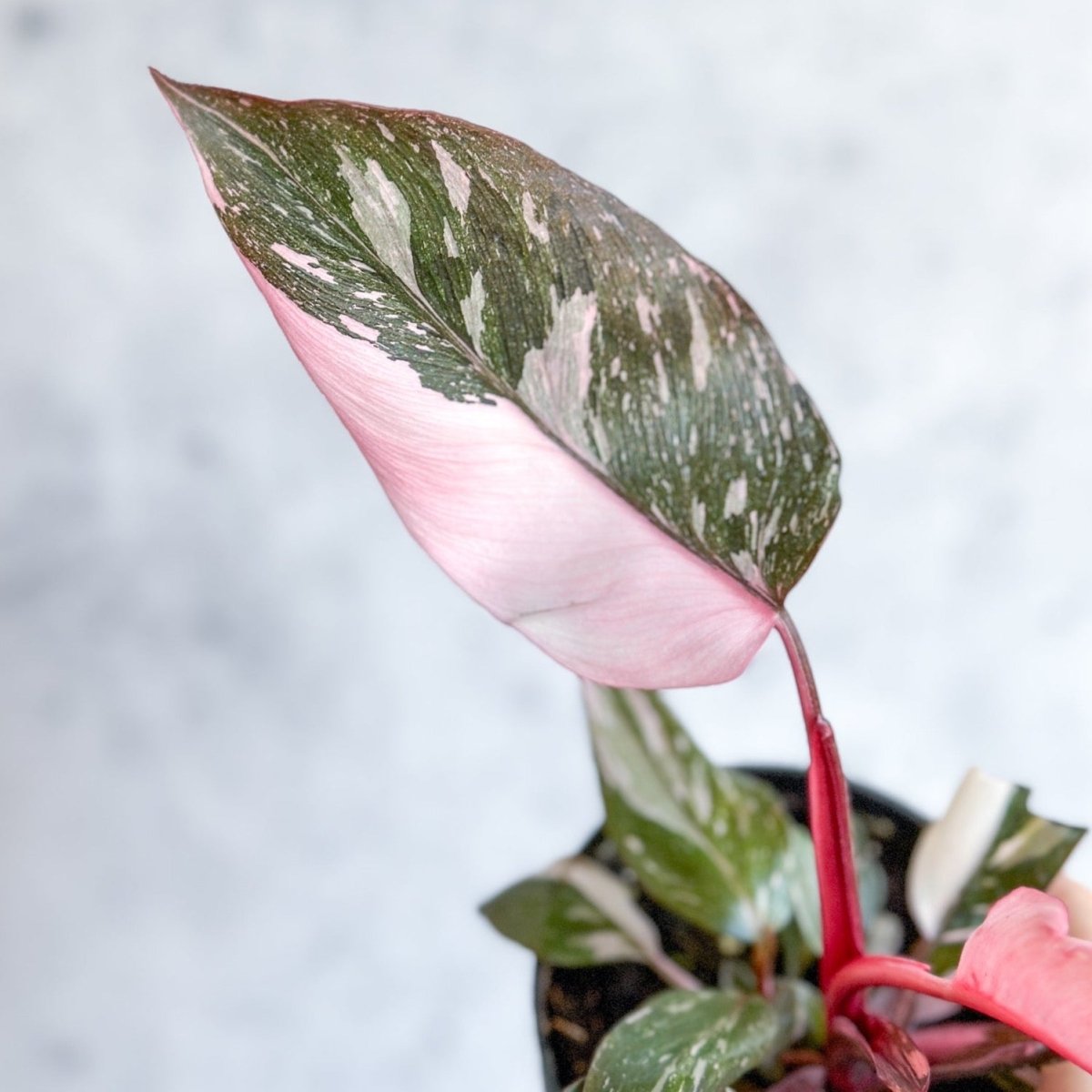  Pink Princess Philodendron – Philodendron Erubescens