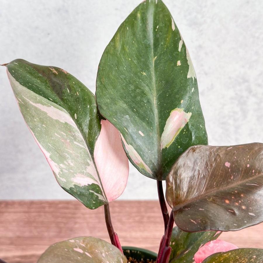  Pink Princess Philodendron – Philodendron Erubescens