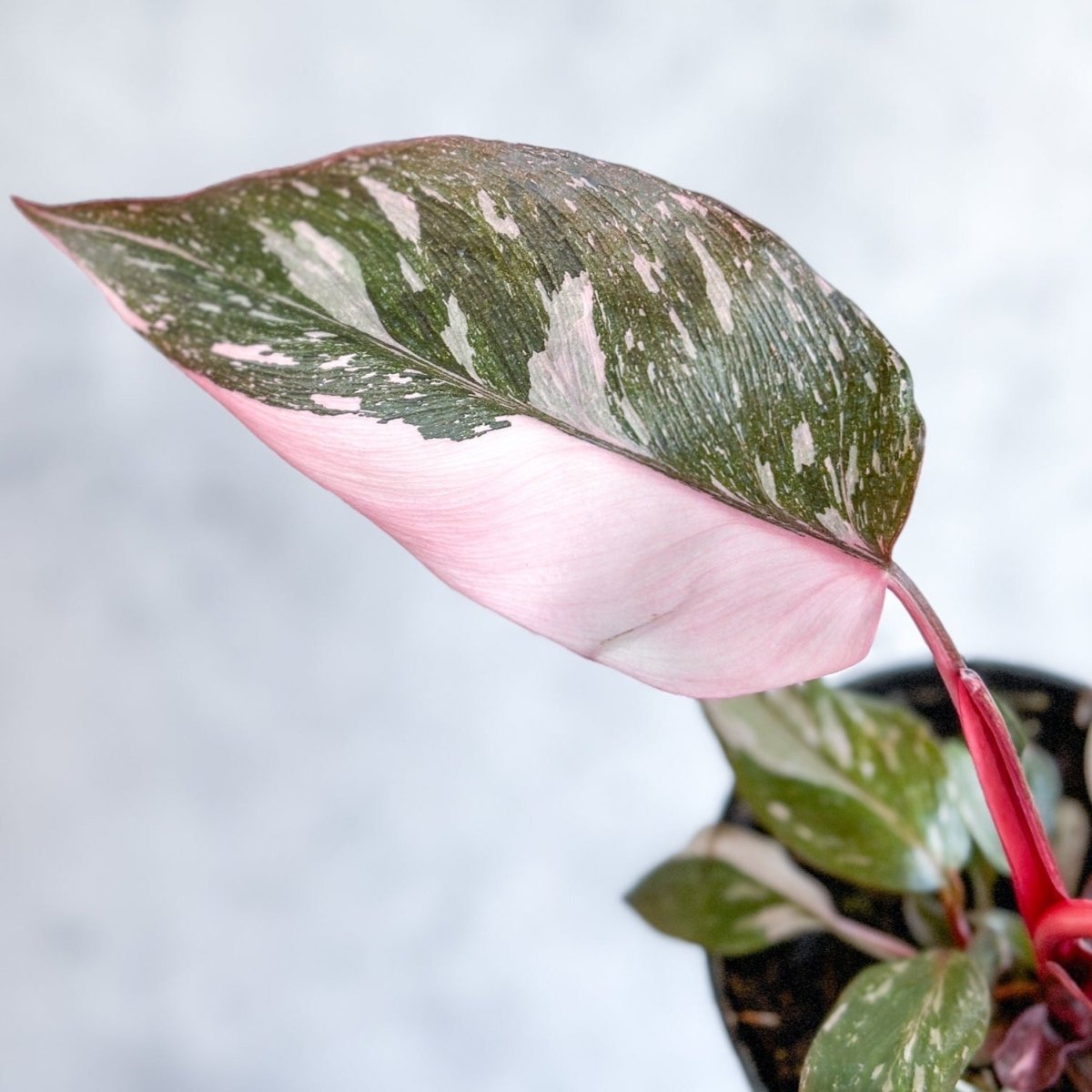  Pink Princess Philodendron – Philodendron Erubescens