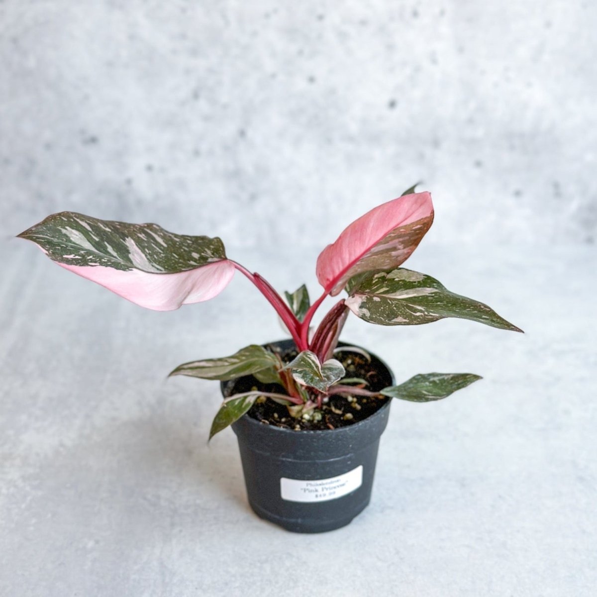  Pink Princess Philodendron – Philodendron Erubescens