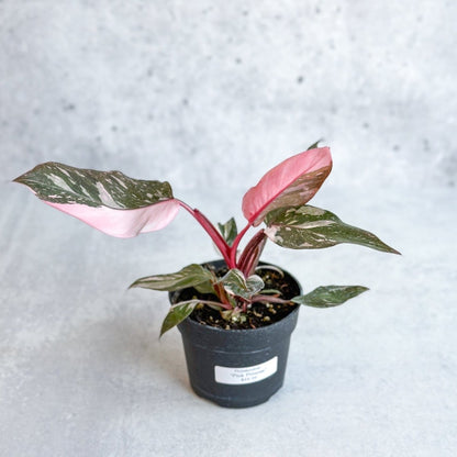  Pink Princess Philodendron – Philodendron Erubescens