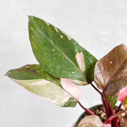  Pink Princess Philodendron – Philodendron Erubescens