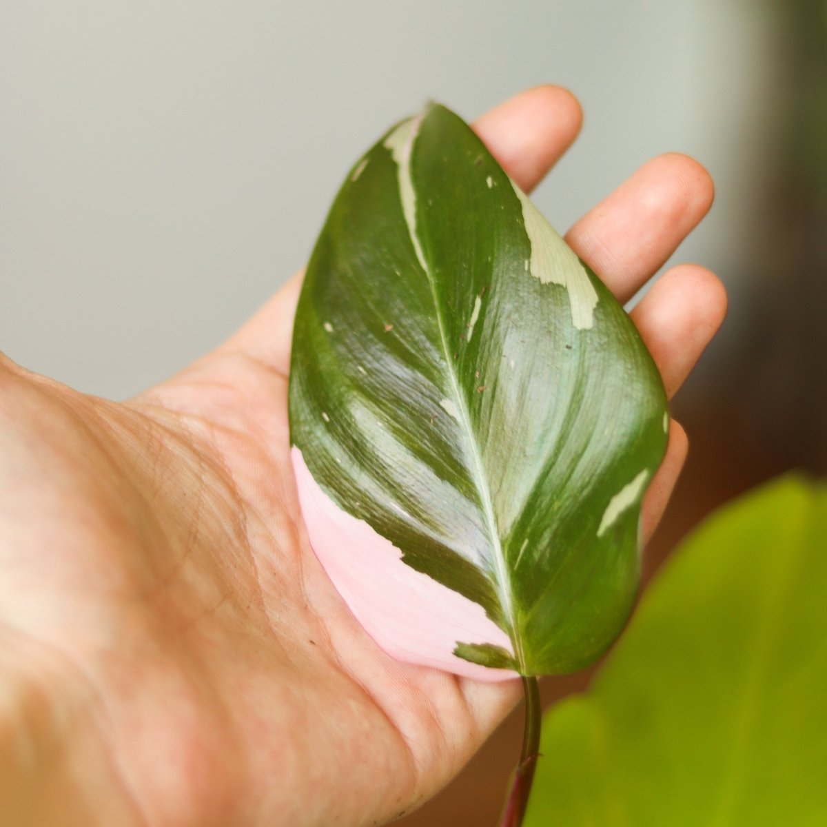  Pink Princess Philodendron – Philodendron Erubescens