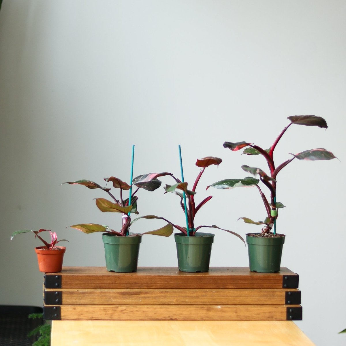  Pink Princess Philodendron – Philodendron Erubescens