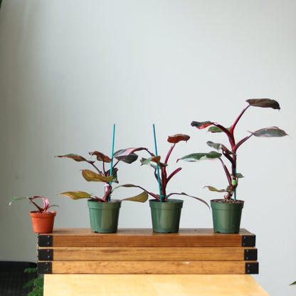  Pink Princess Philodendron – Philodendron Erubescens