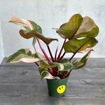  Pink Princess Philodendron – Philodendron Erubescens