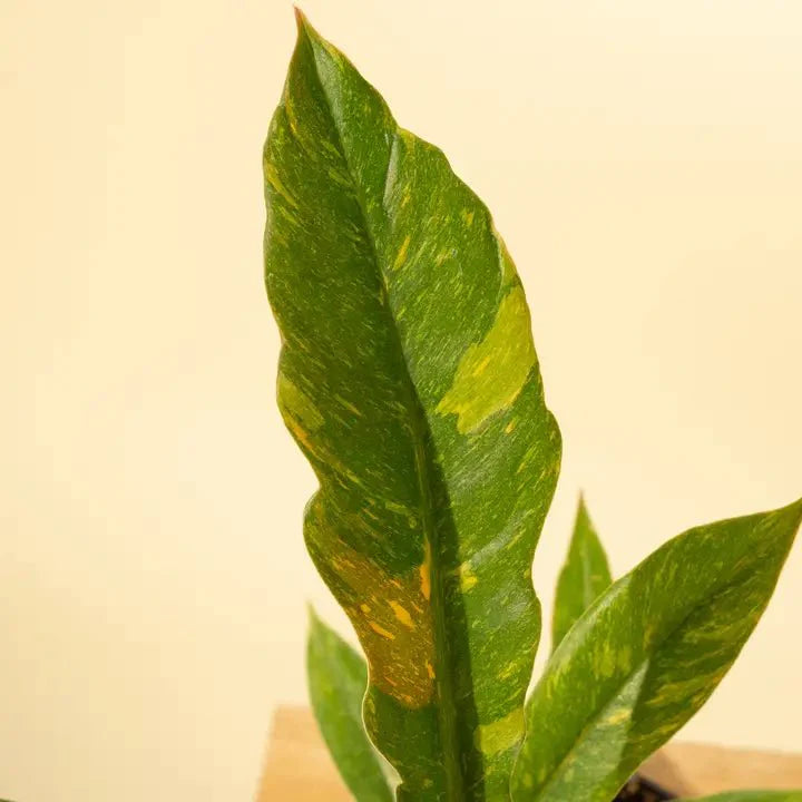  Philodendron Erubescens ‘Ring Of Fire'