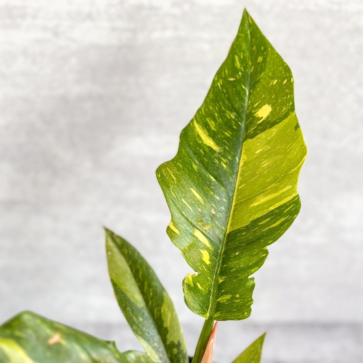  Philodendron Erubescens ‘Ring Of Fire'