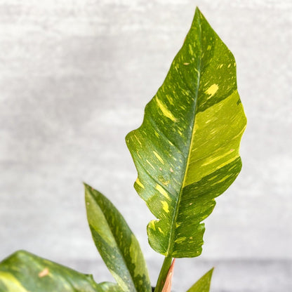  Philodendron Erubescens ‘Ring Of Fire'