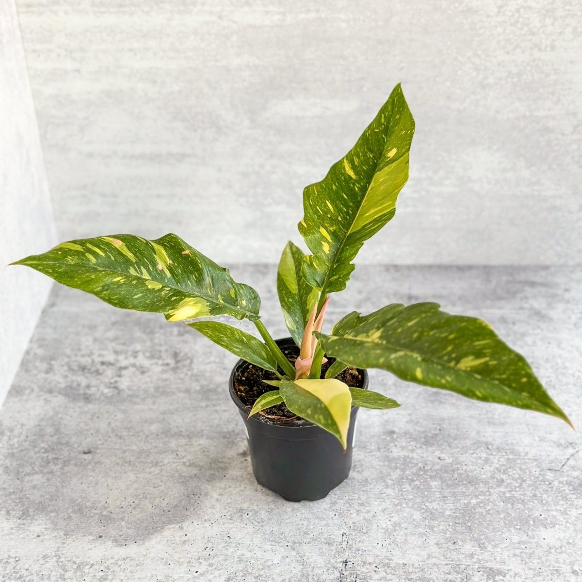  Philodendron Erubescens ‘Ring Of Fire'