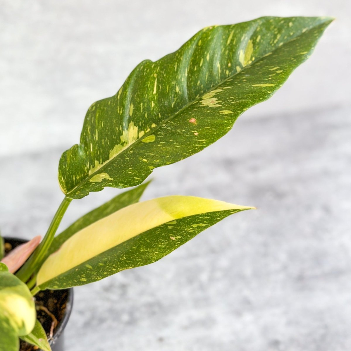  Philodendron Erubescens ‘Ring Of Fire'