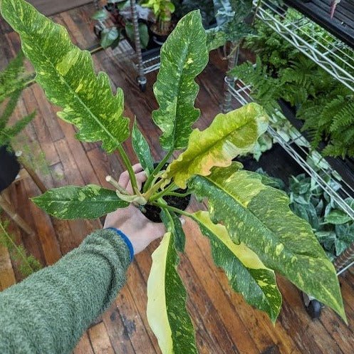  Philodendron Erubescens ‘Ring Of Fire'
